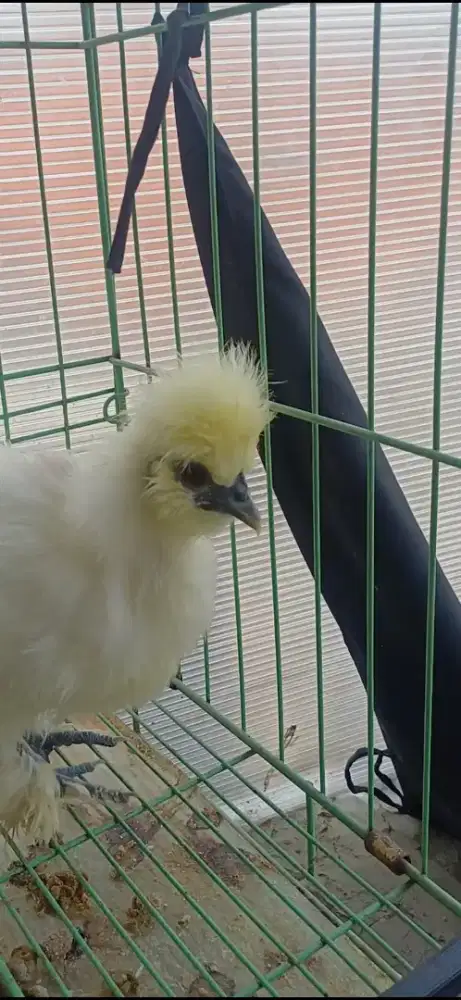 Anak polan dan anak silkie