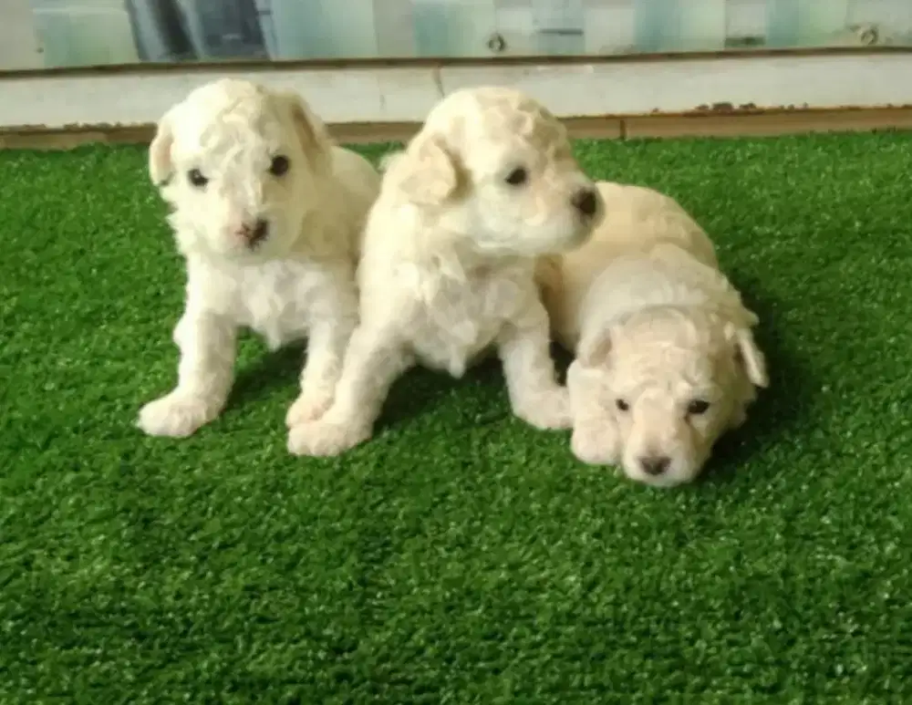 White poodle jantan & betina