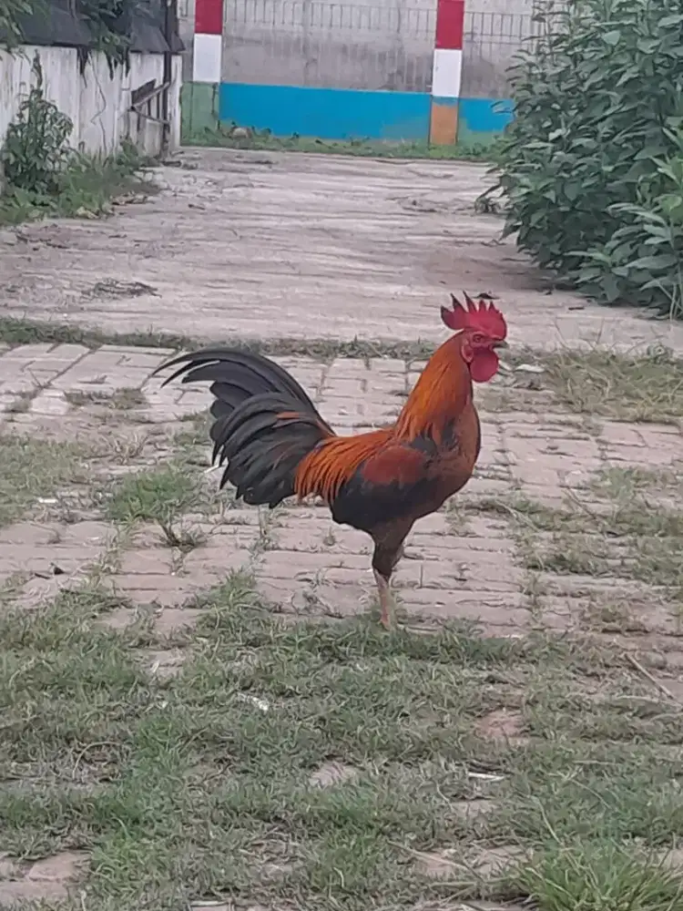 ayam jago jantan