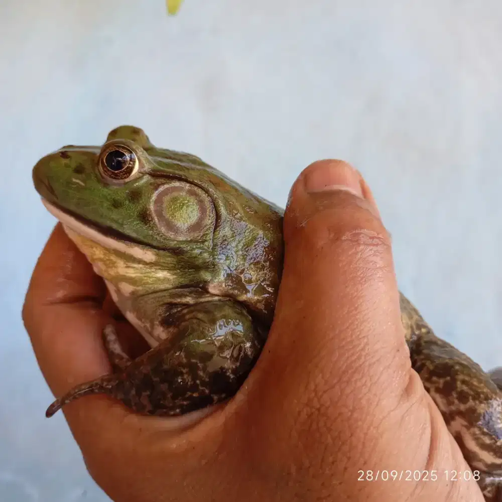 Kodok bullfrog remaja