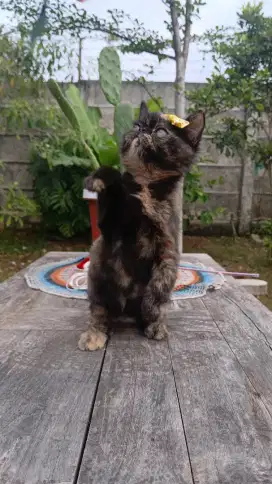 Persia Exotic Tortie