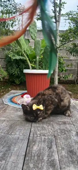 Persia Exotic Tortie