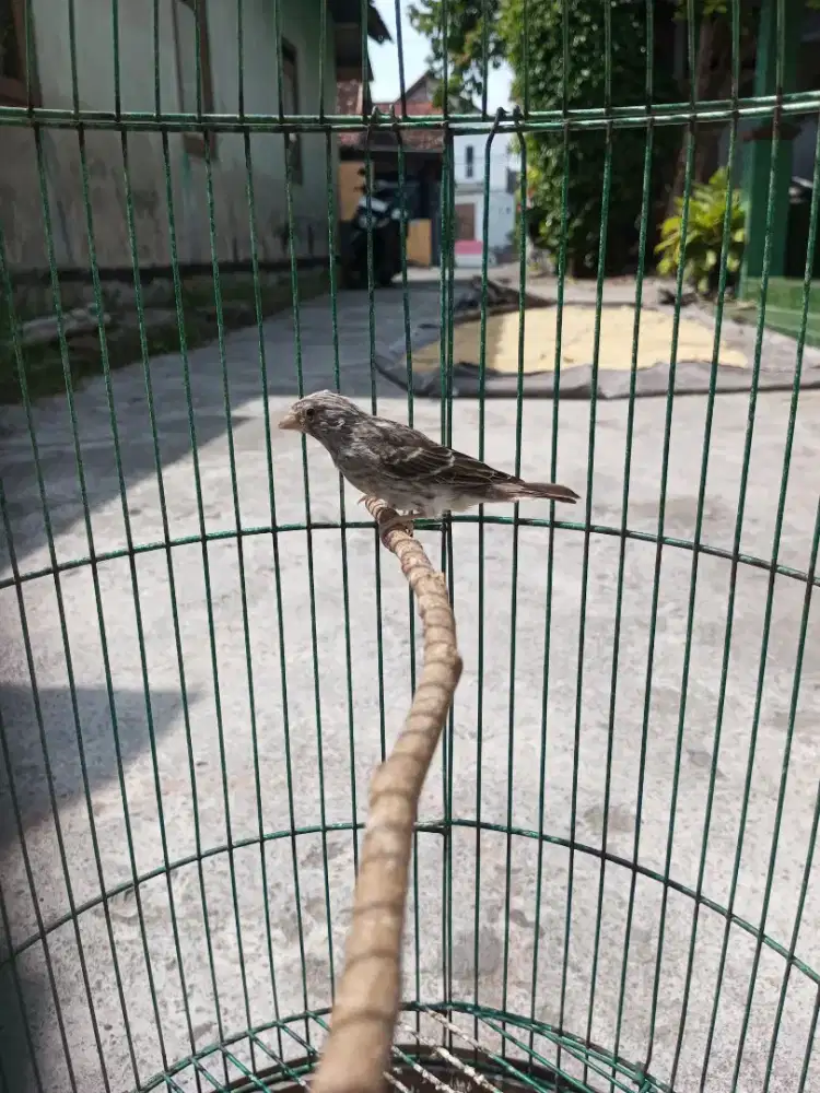 Sanger 3,5 bulanan ngriwek