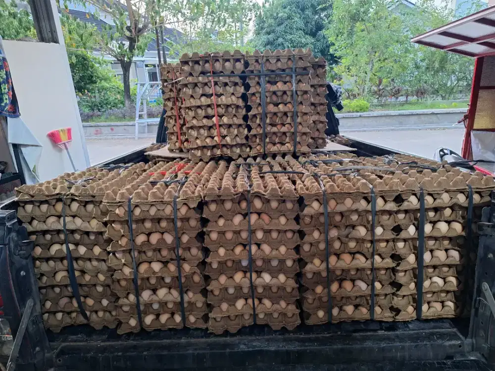 TELUR AYAM PUCAT