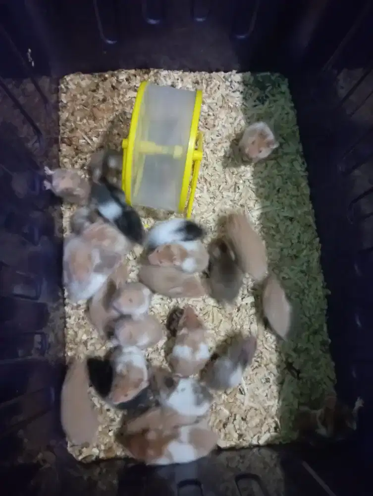 Hamster syrian jinak