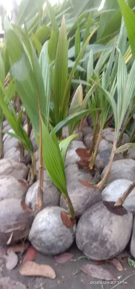 Kelapa genjah Hibrida