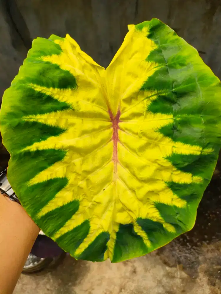Tanaman Hias Colocasia