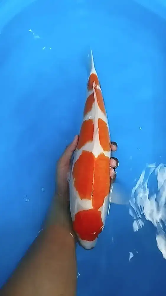 Ikan Koi kohaku 5 step