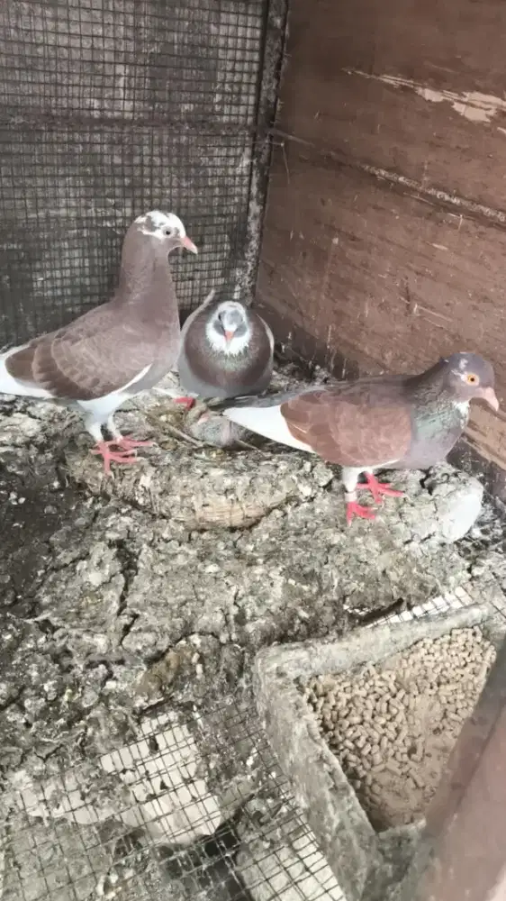 Burung dara merpati plantong sepasang
