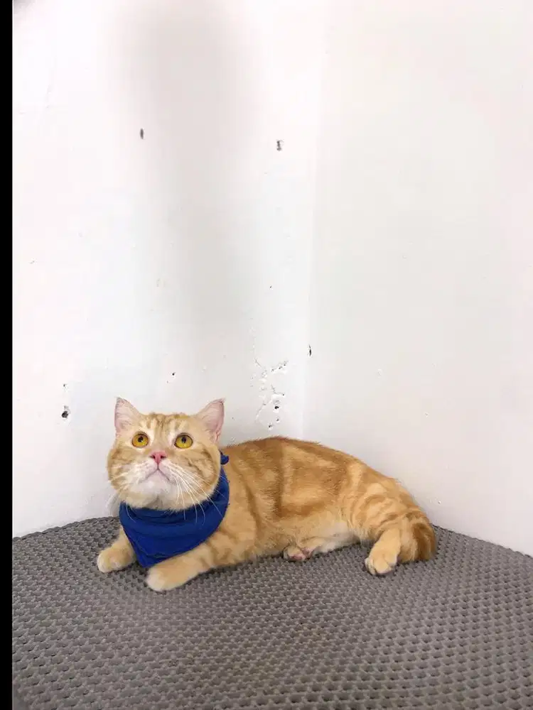 British shorthair munchkin