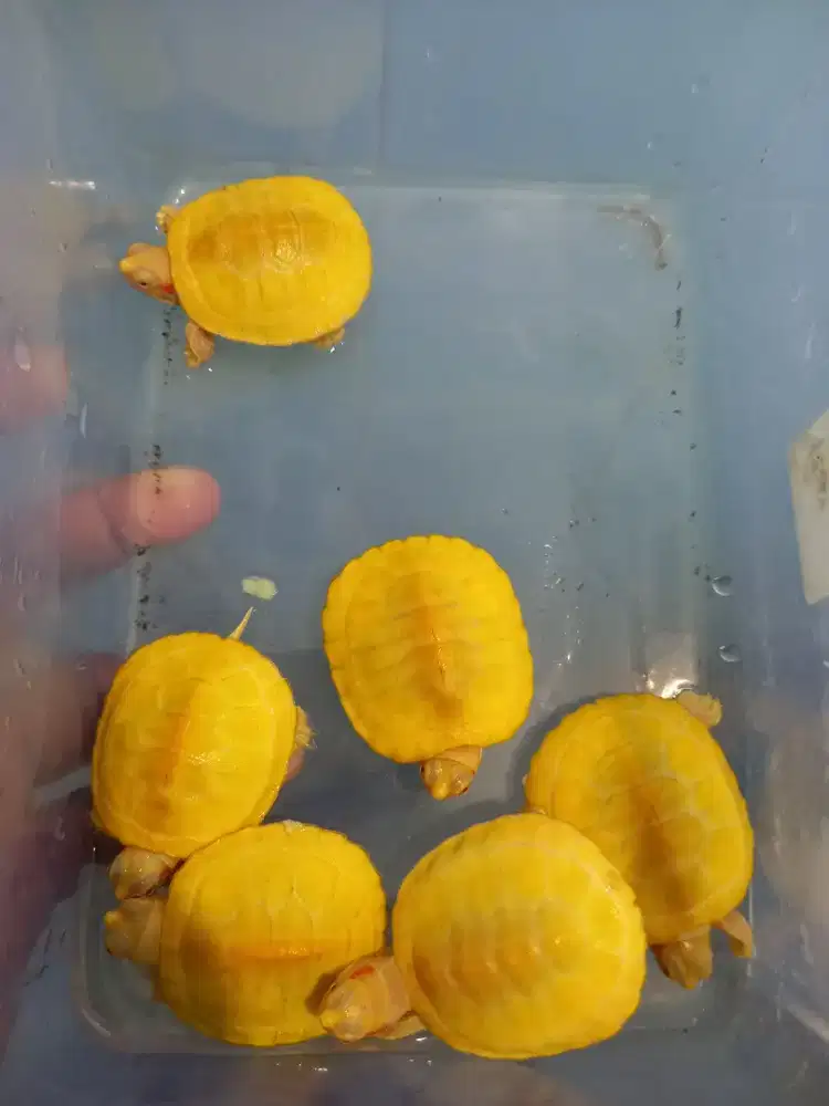 Kura kura albino red ear slider PILIHAN