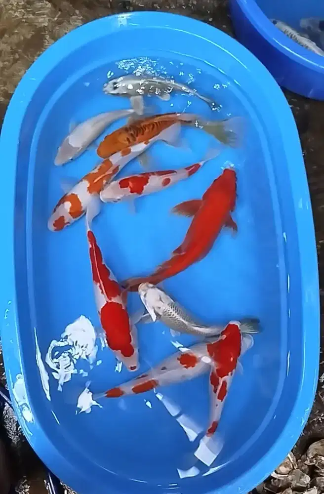 Paket  ikan koi 28-42cm