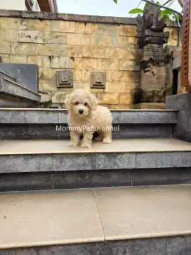 Poodle tiny anjing poodle termurah