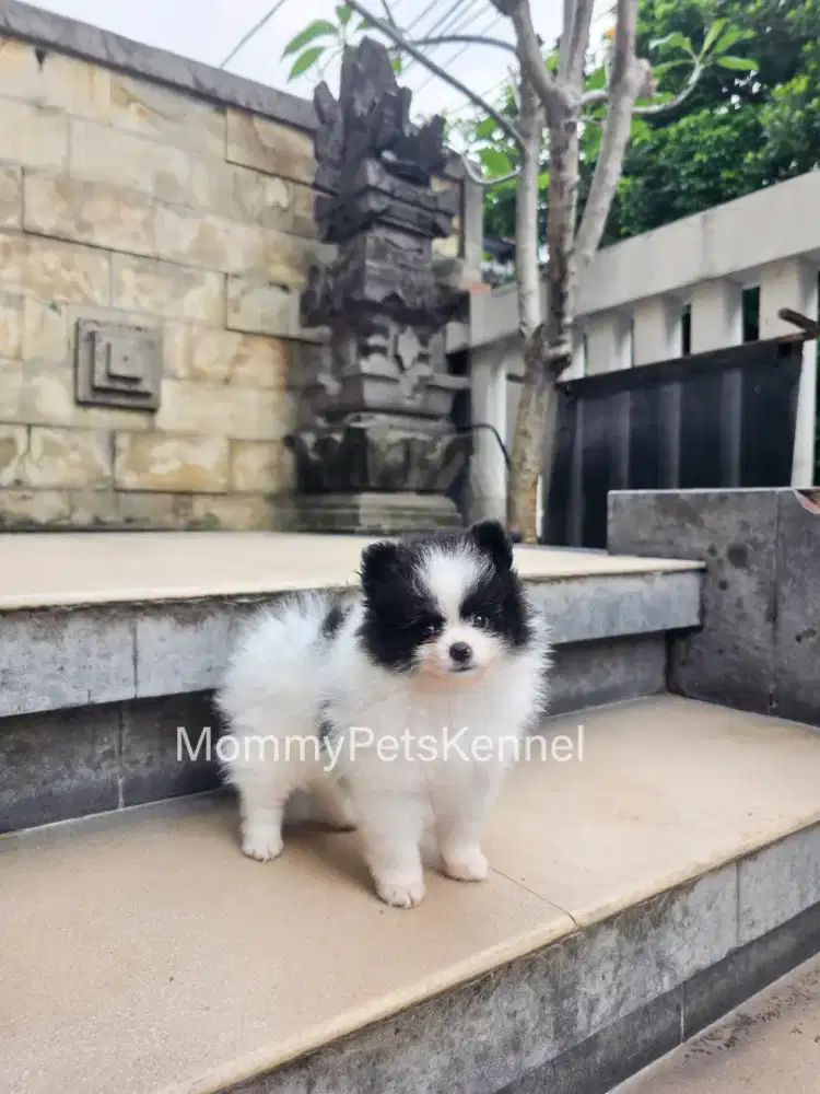 Anjing Pom mini TERMURAH