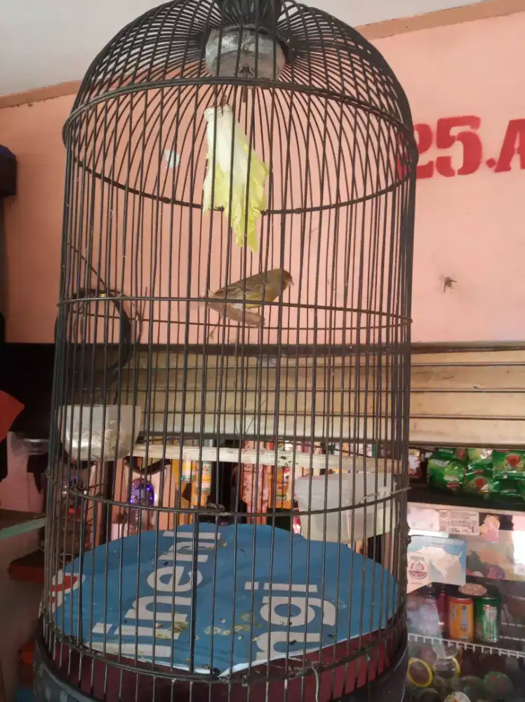 Kenari betina siap ncuss
