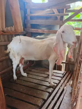 Kambing Betina Jumbo Etawa Senduro