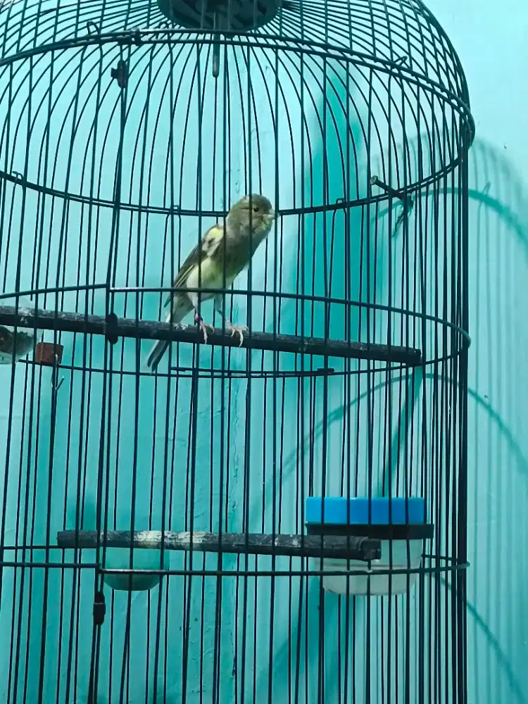 Kenari Giboso x Crosbirdt