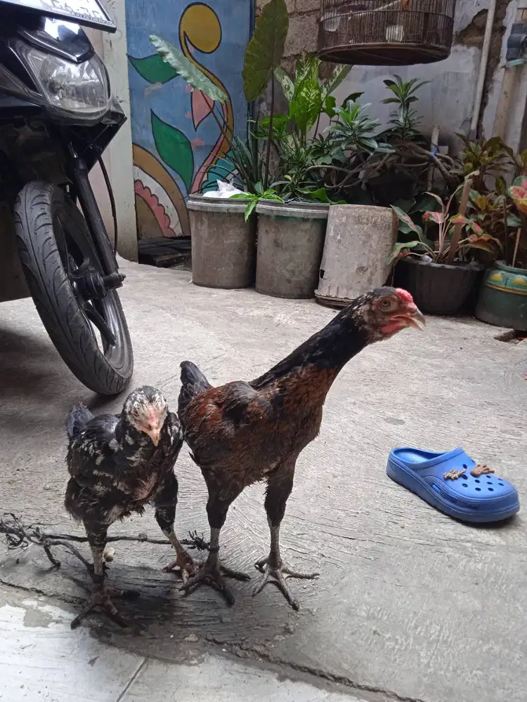 Bangkok Super Brewog Sepasang