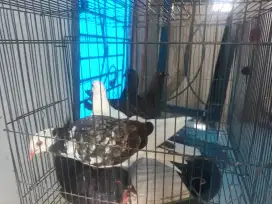 Piyik dara/merpati borongan 5 ekor