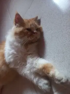 Kucing Kitten Oren Jantan Persia Big Bone