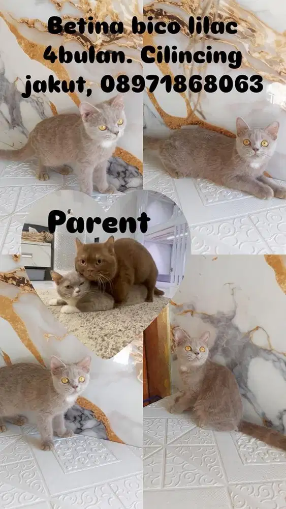 British short hair kitten