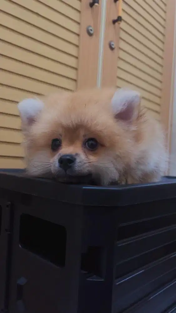 Puppy minipom | FEMALE | puppy | doggy