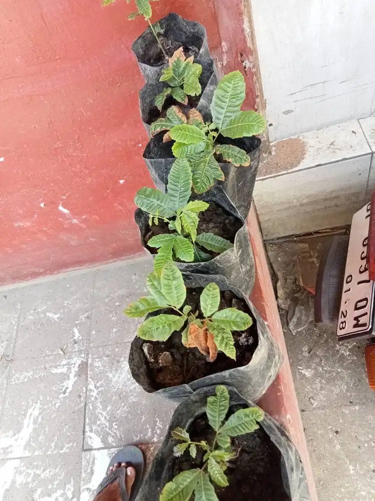 bibit pohon matoa