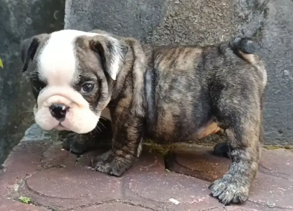 Puppy english bulldog male/jantan