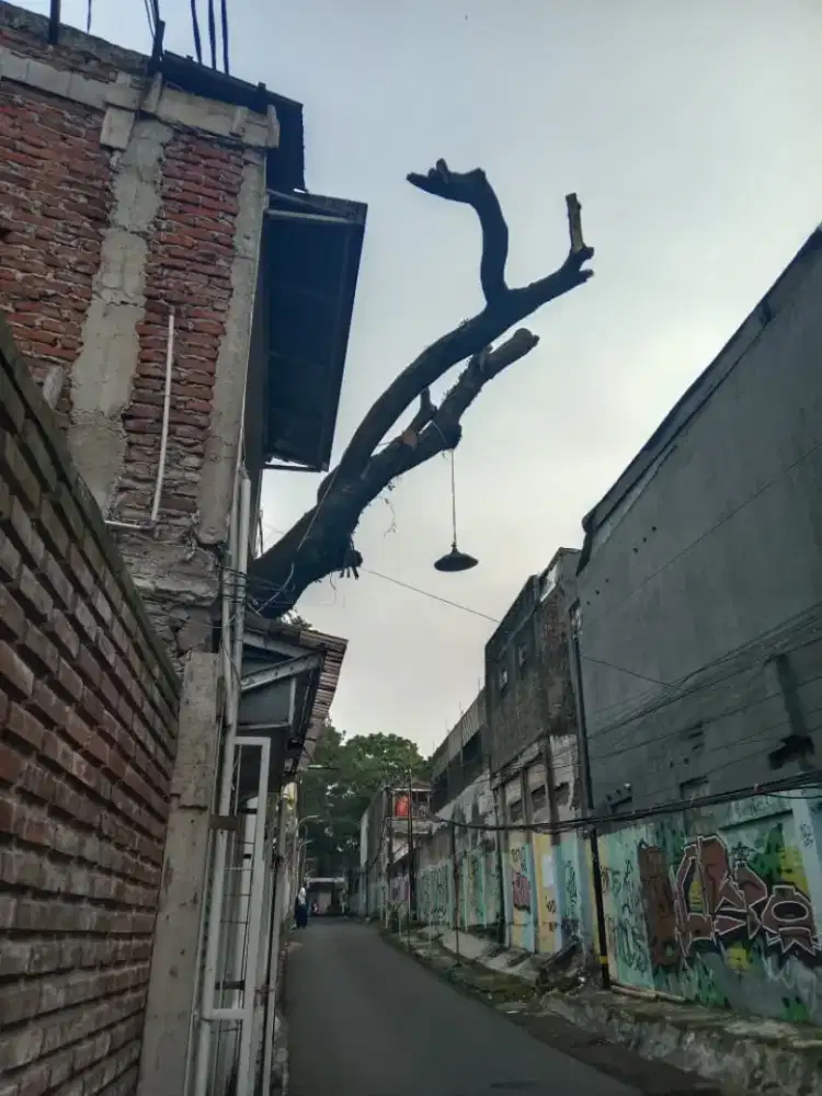 Jasa tebang pohon dan potong rumput