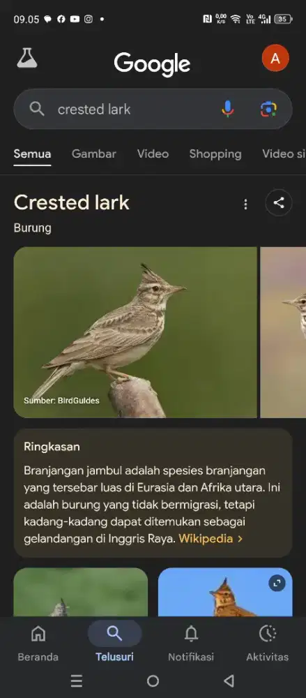 Cresed lark gacor