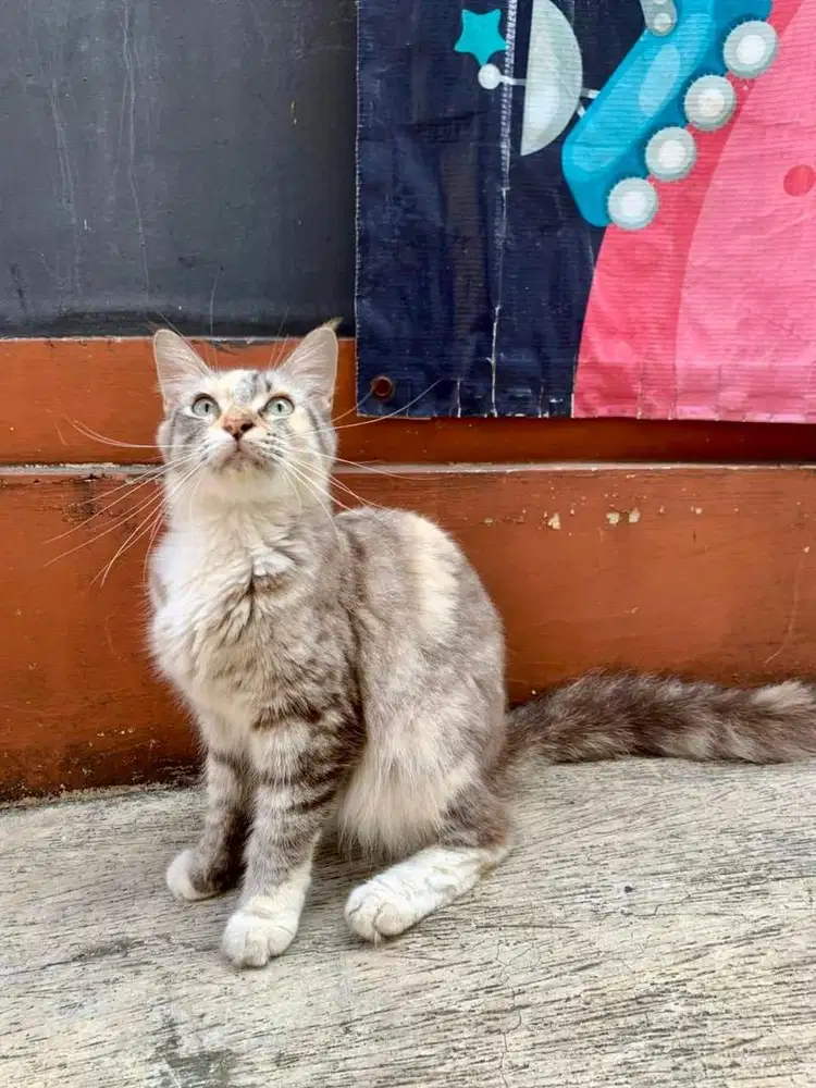 Kucing Mainecoon