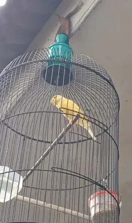 Burung kenari kuning extrajos gacor