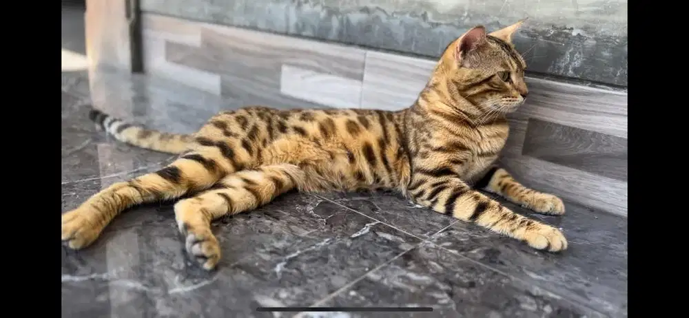Kucing jantan sehat