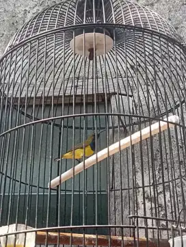 Burung so gon rajin untuk masteran kacer
