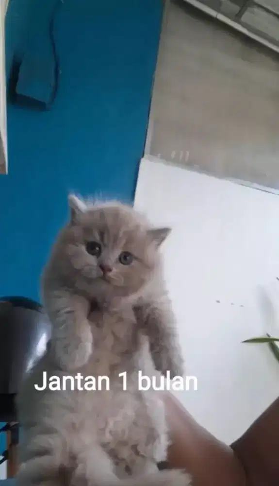 Anak kucing Jantan British Short Hair Lilac dan blue
