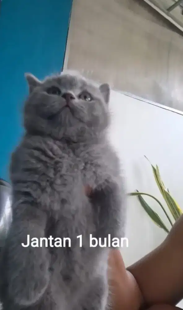 Kucing British Short Hair Lilac dan Blue