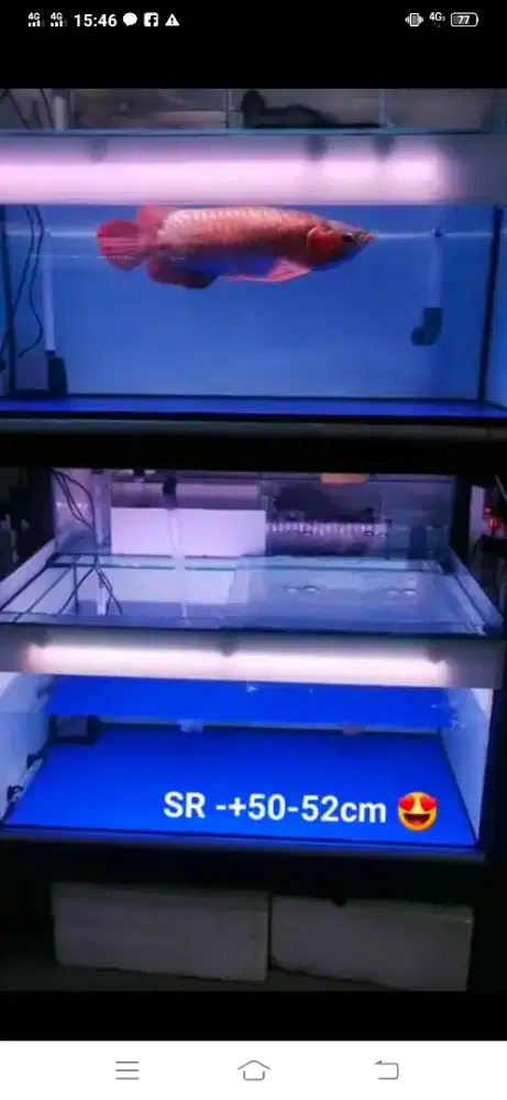 Akuarium Arwana 110cmx60cmx50cm kaca dasar 10mili