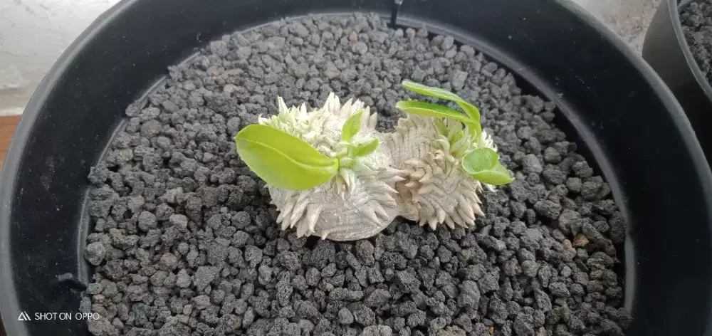 Pachypodium brevicaule
