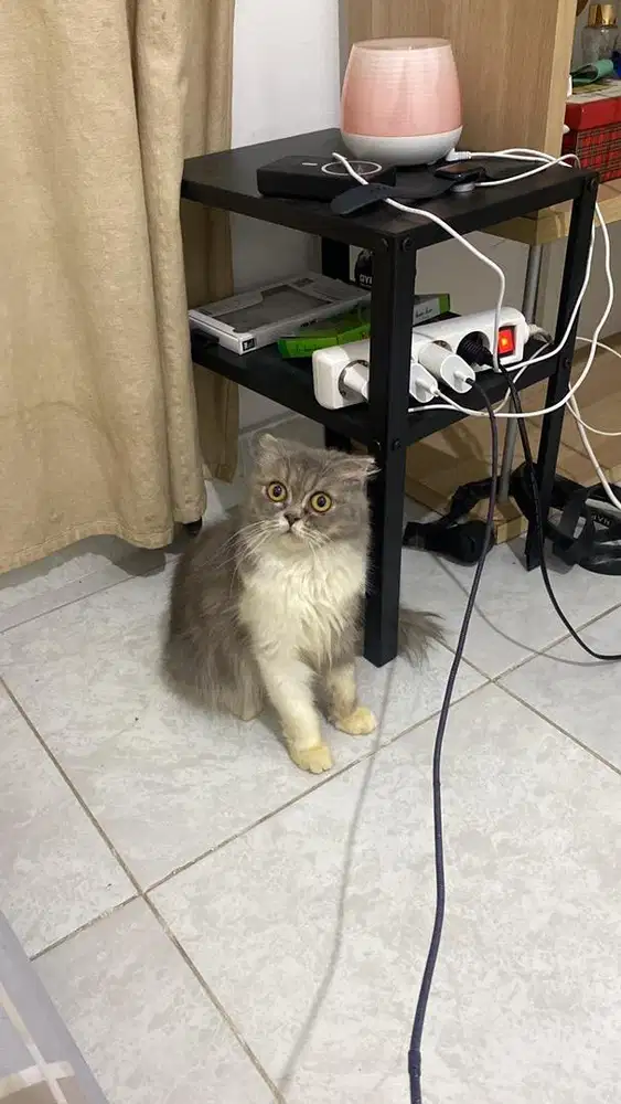 Kucing Scottish Fold Abu + Vaksin