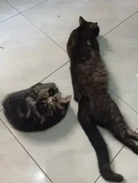 Kucing hitam abu