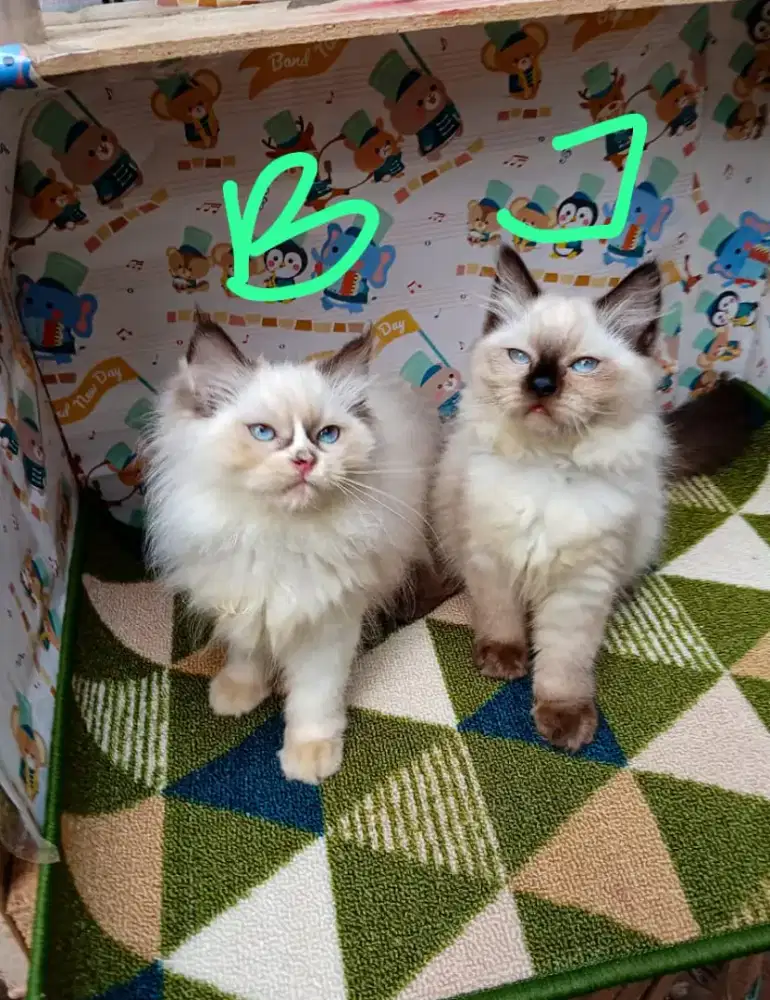 Kucing jantan betina ragdoll bicollor