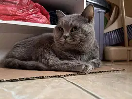 2 Kucing British Short Hair (BSH)