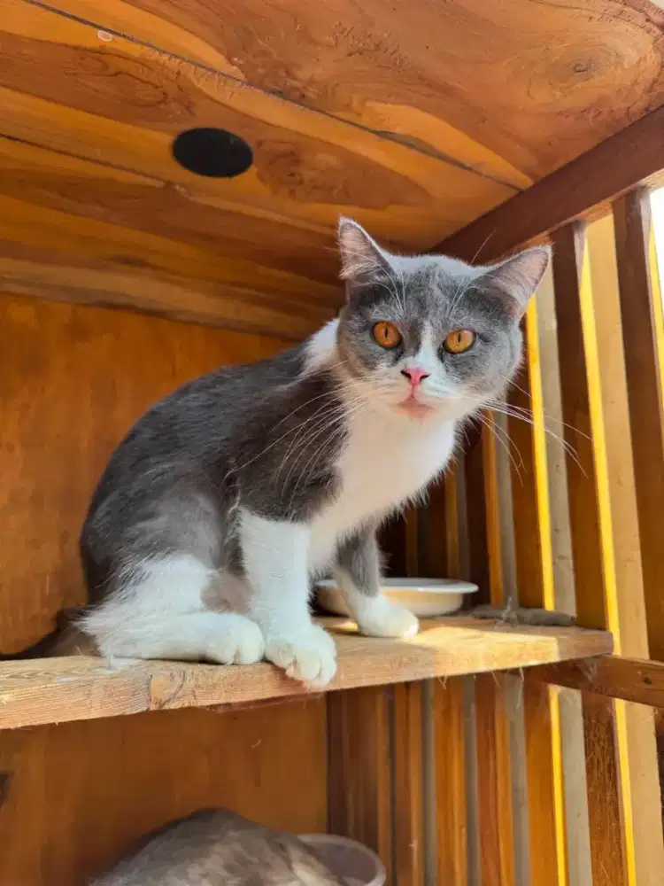 British Short Hair Betina