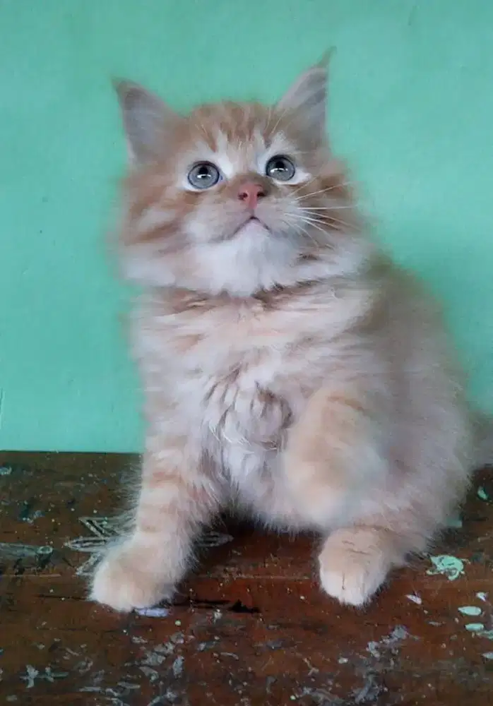 kucing jantan pernakan mainecoon