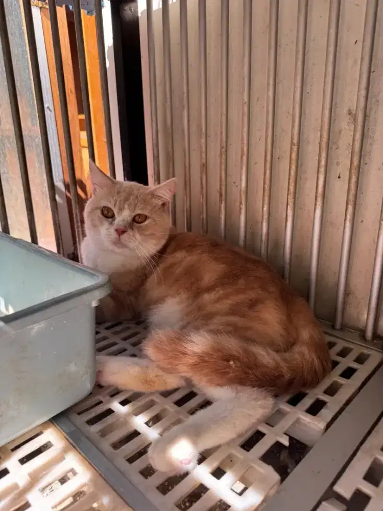 British Short Hair Jantan