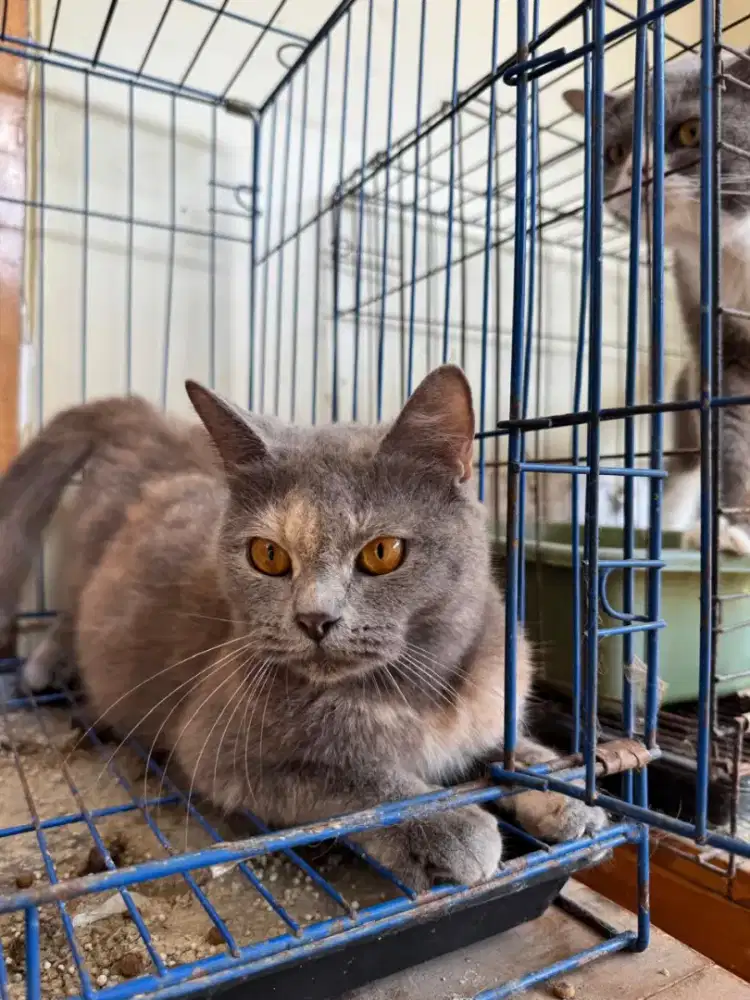 British Short Hair Mix Colour