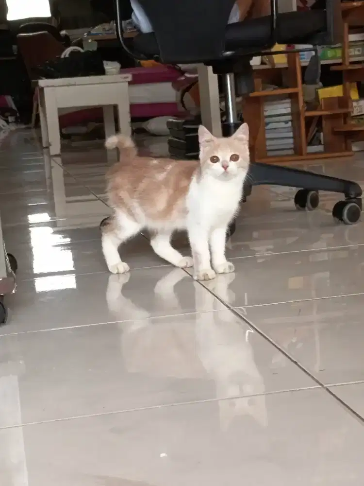 BSH kitten jantan