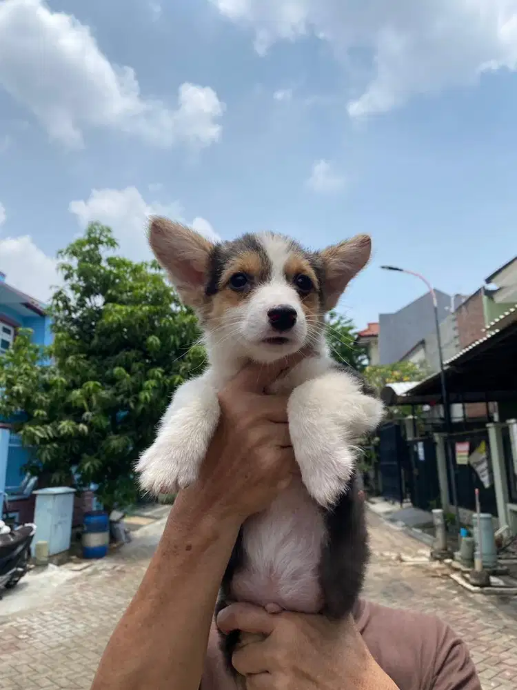 Dijual anak anjing corgy corgi puppy jantan male vaksin murah 3color