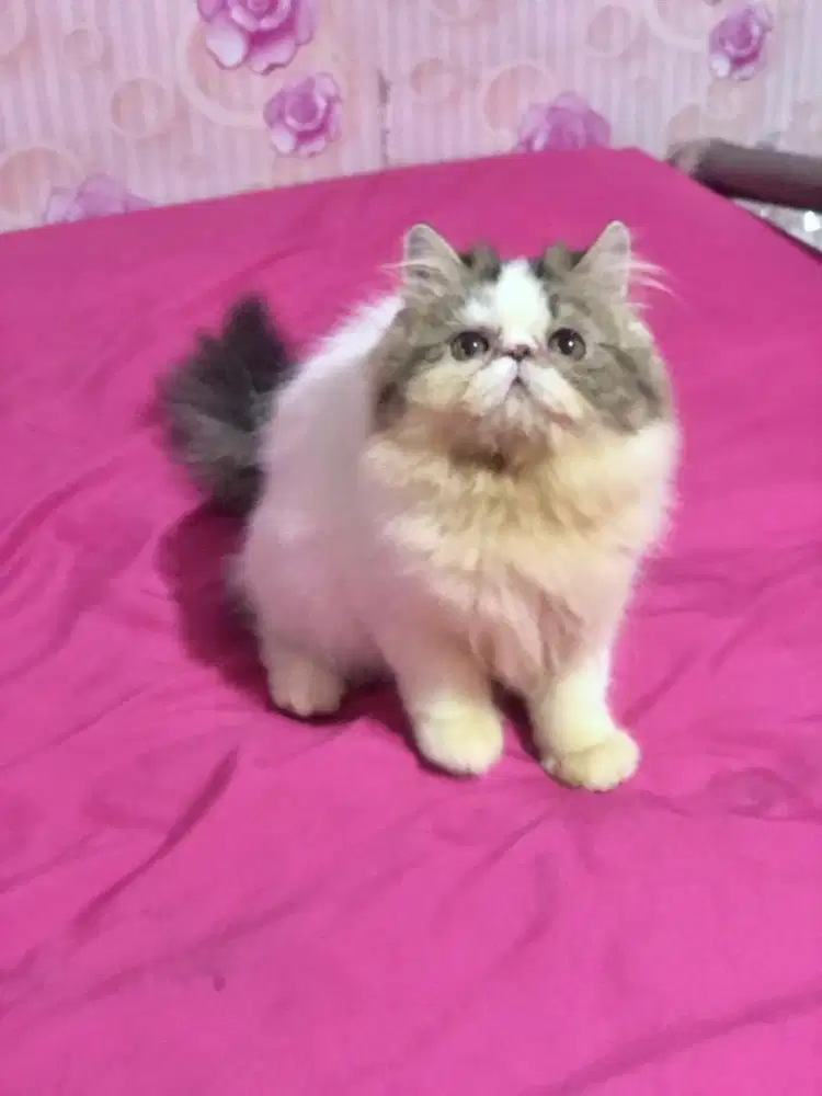 Kucing Peaknose Jantan LH Gimbul