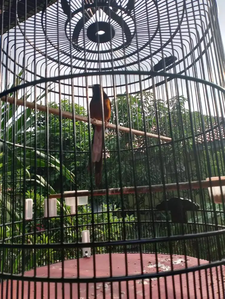 Jual Cepat Murai Batu Gacor